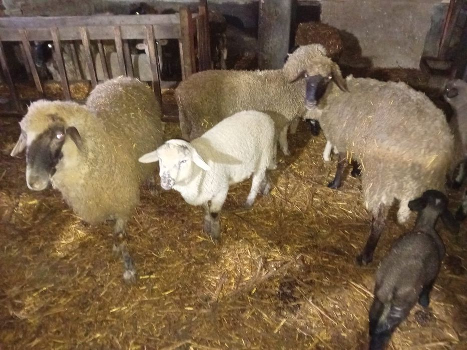 Oi cu miei de vânzare – 10 oi, 10 miei + 2 berbeci