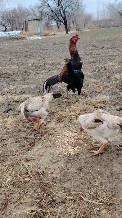 Mokyonlar sotiladi xurozi bilan