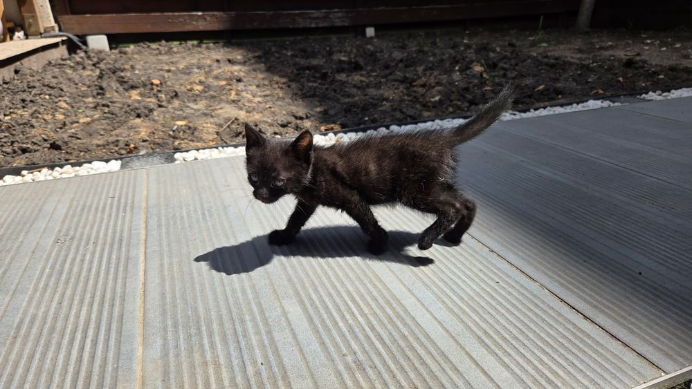 Pisicute spre adoptie in varsta de 5 saptamani