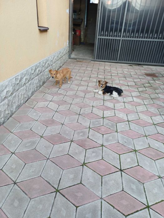 Donez două cățelușe de șobolani