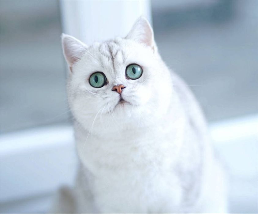 Британская кошка