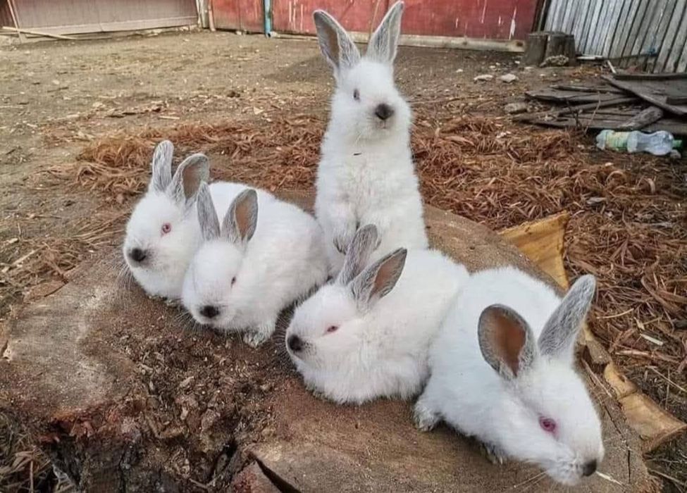 Vând pui iepurasi de californian