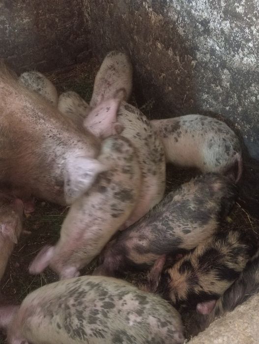 Продам поросят!!!