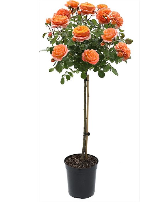 Trandafiri Pomisori (Toate Culorile Disponibile )