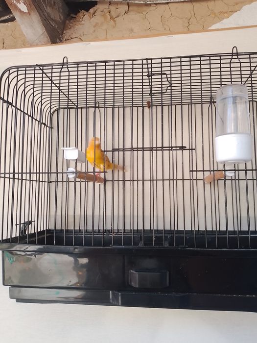 izabella nar srochniy sotiladi