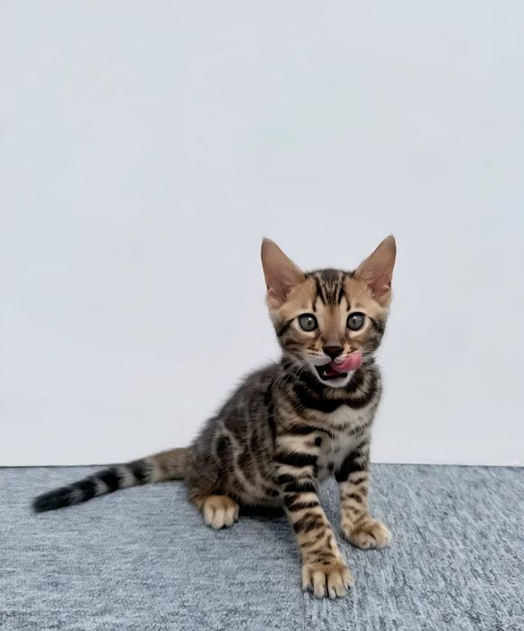 Bengal cu pedigree din felisa autorizata