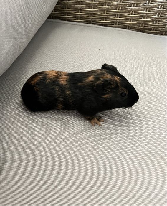 Porcusori de Guineea