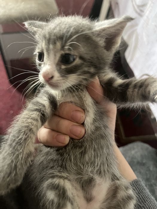 Котята отдам хорошие руки