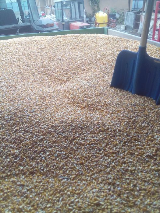 Porumb boabe de vanzare