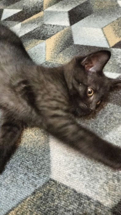 Котик в добрые руки.