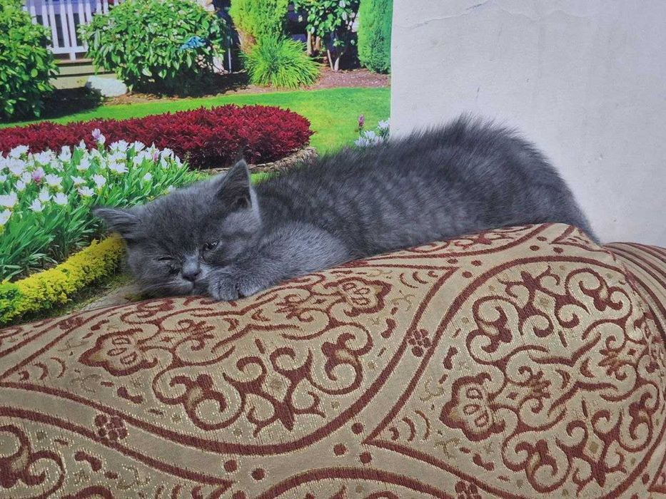 Продаётся кошка  срочно