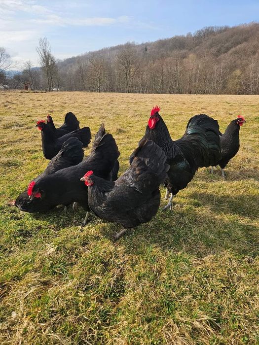 Ouă Australorp negru