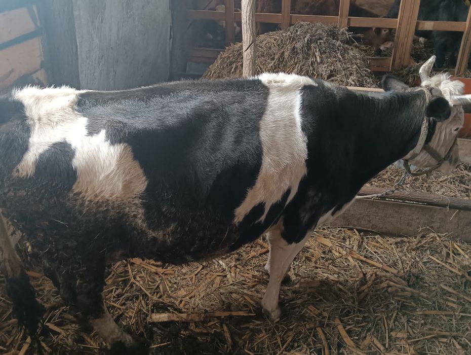 De vânzare Vaci și viței