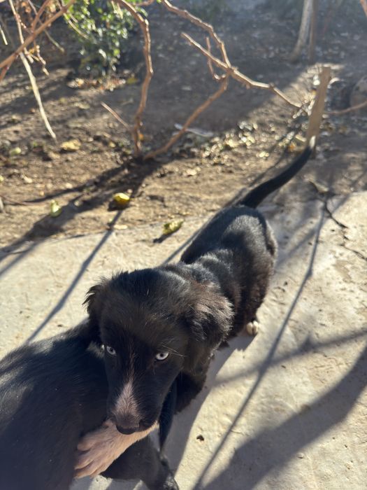 Щеночки, кушиктер бар.