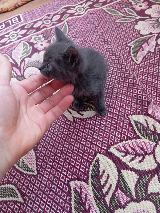 Котёнок ищет дом.