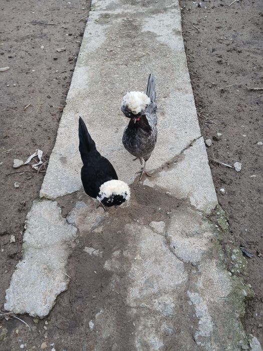 Vand Gaini matasa japoneza si motate olandeza 100 de lei perechei
