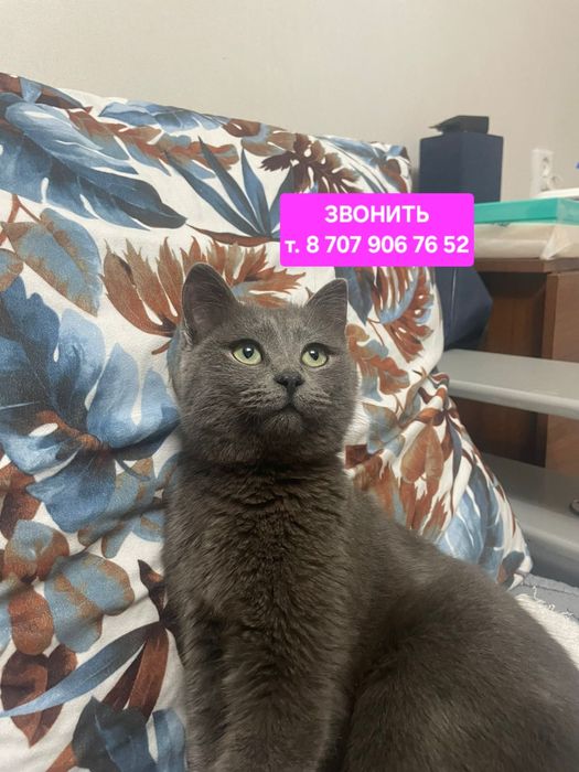 Стерелизованная девочка