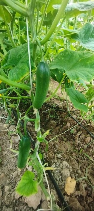 Орзу навли бодринглар сотилади 1 кг 7000 сўм