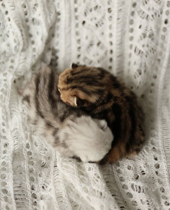 Шотландские котята