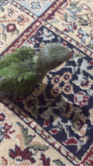 продаеться птенцы ожерелового попугая