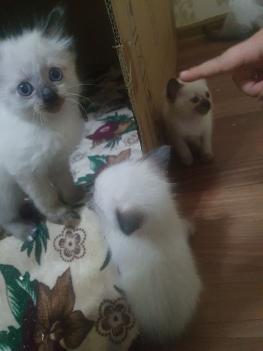 Сиамские котятки