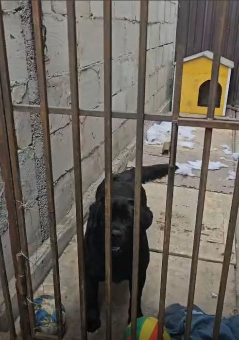 Кобель Лабрадора для вязки