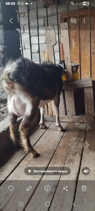 Альпийский ешкі сатылады