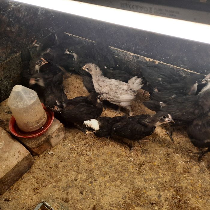 Pui australorp vaccinați.