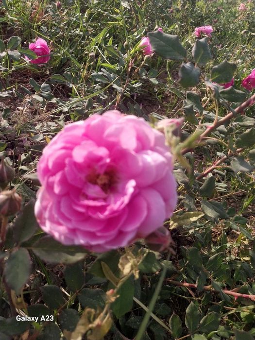 Атиргул кучатлари 90 минг дона бор