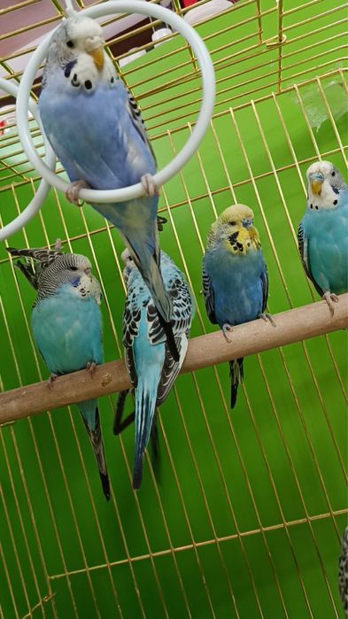 Волнистые попугаи