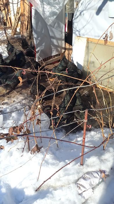 Продам яйца чёрных кур