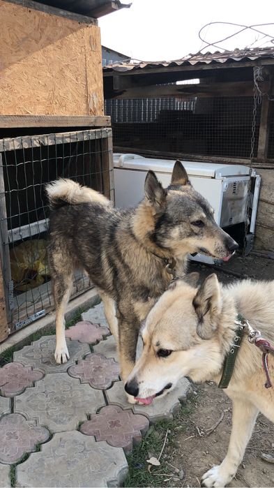 Вязка собаки лайки