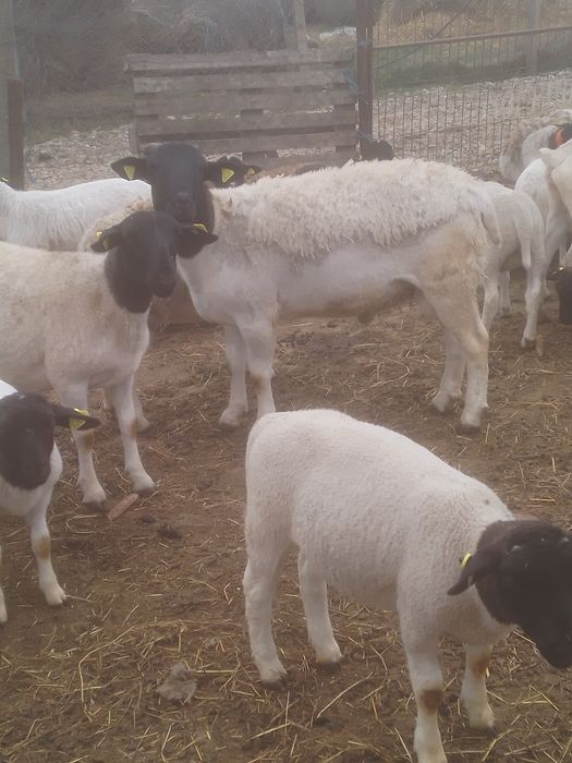 Berbec dorper de reproducție de 1,5 ani . Vând sau schimb