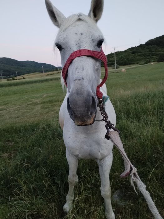 Iapă de vânzare.
