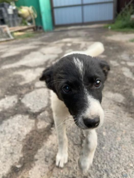 Отдам Щенка в хорошие руки