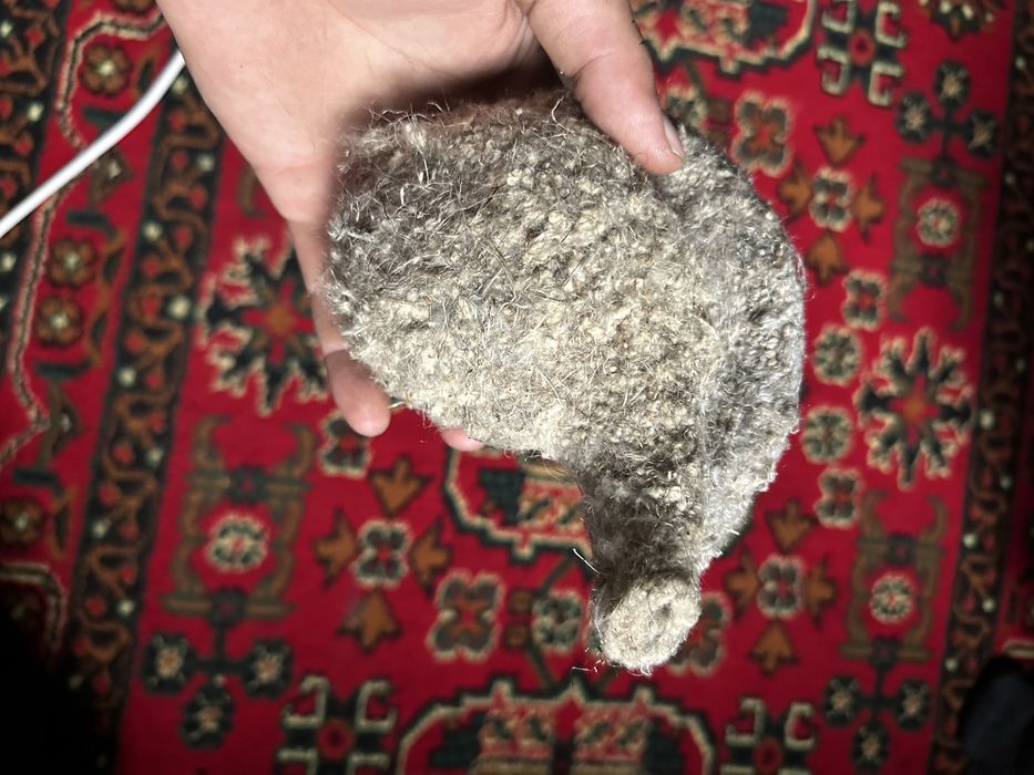 Құрқылтайдың ұясы . Гнездо ремеза