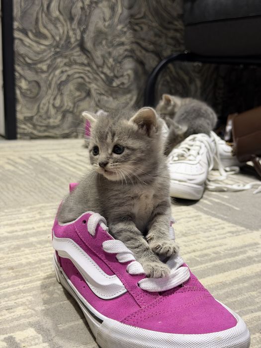 котята скотиш страйт