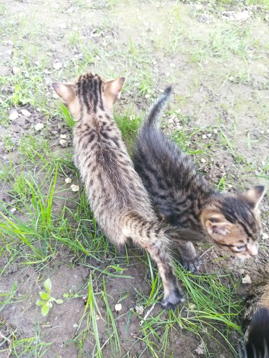 Отдам котят бесплатно