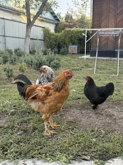 Куры карликовые, петух