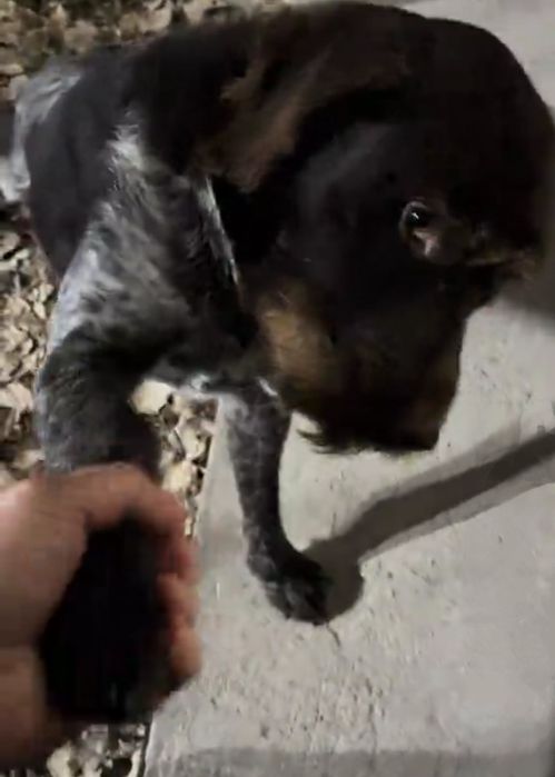 Дратхаар на вязку