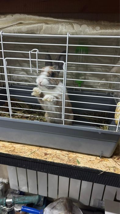 Продам кролика декоративного