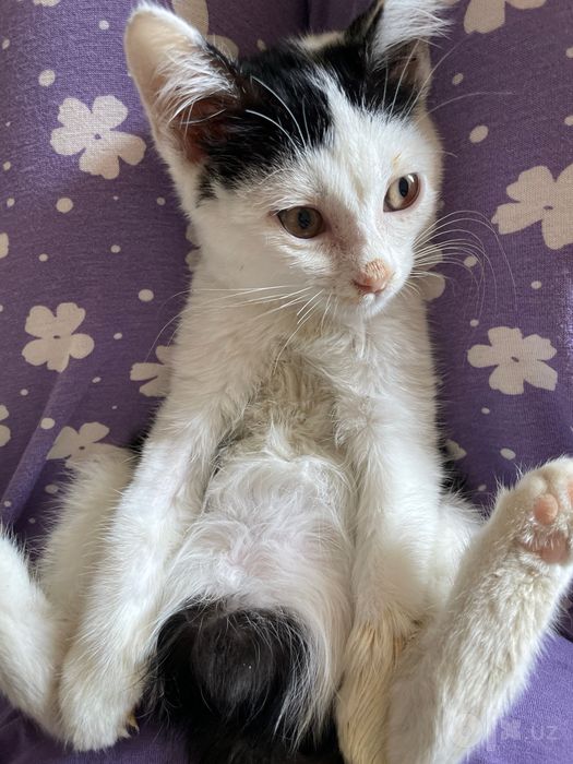 Котик в хорошие руки