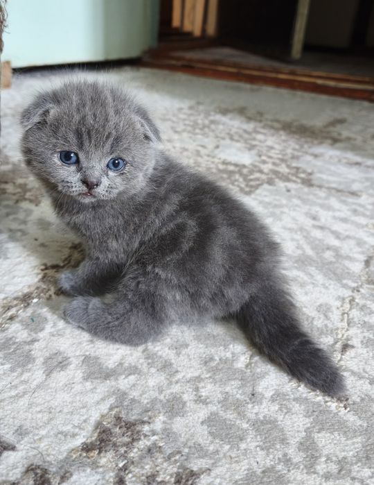 Продаются котята