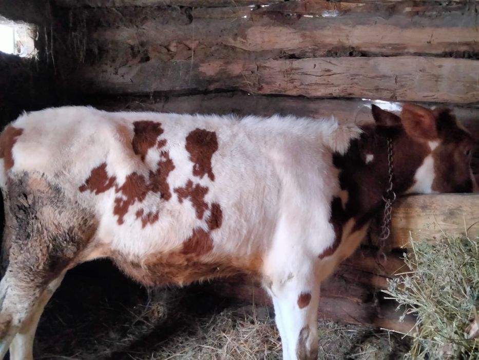 vând tauraș de 4 luni