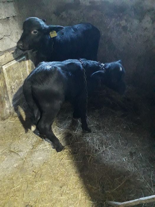 Vând viței de bivol, amandoi băieți