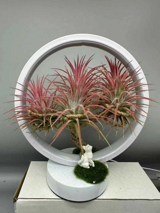 Гуллар сотилади, оптом нархларда.