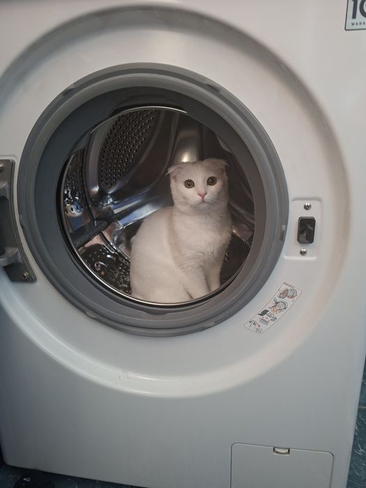 Кошка 1годик, вислоухая
