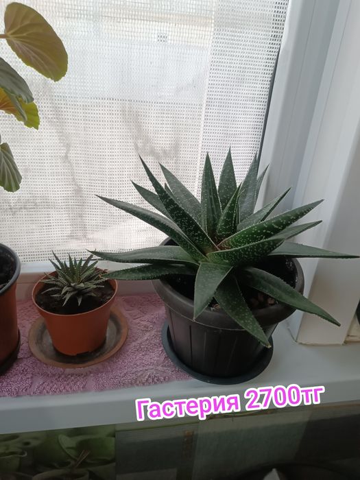 Комнатные цветы суккуленты