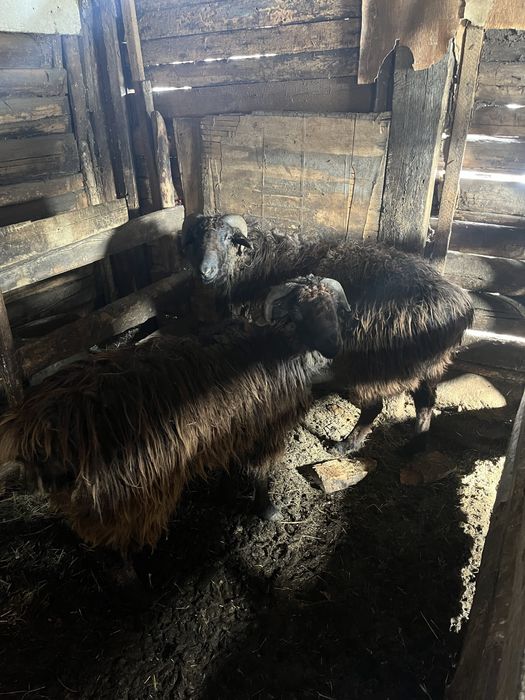 Екі семіртілген қошқарлар сатылады