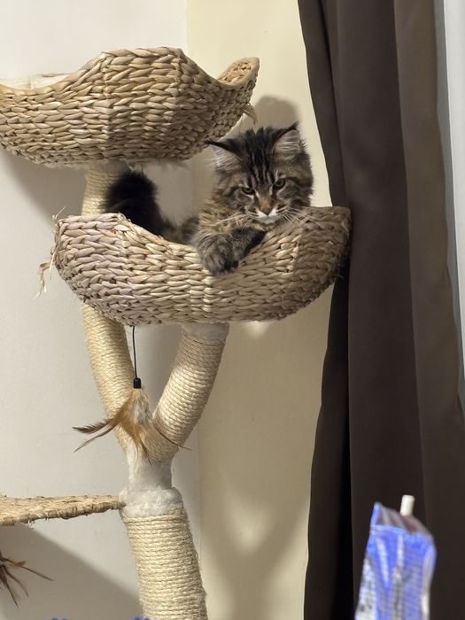 Мейн куун мъжка котка